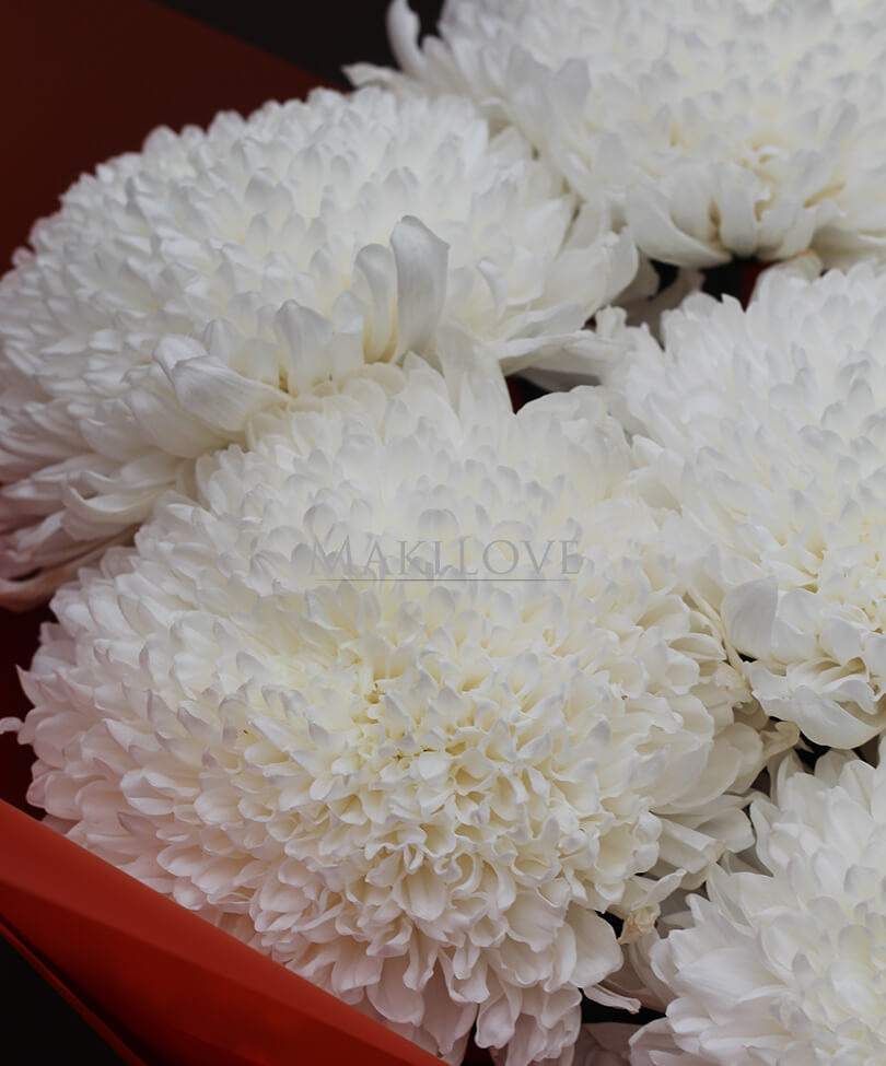 Букет из 7 одноголовых хризантем