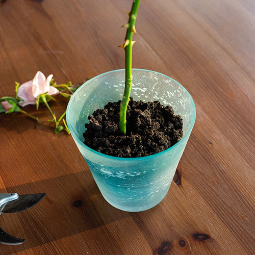 Как вырастить розу из букета в домашних условиях