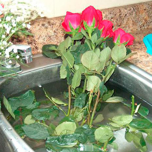 Миф №1. Купаем растения в воде