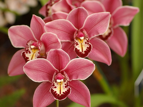 2-Орхидея.jpg