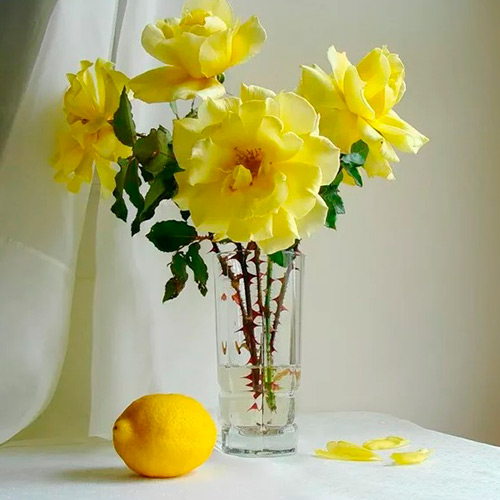Миф №6. Лимонная кислота – для длительного цветения