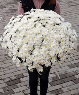 Букет из 75 белых хризантем
