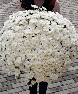 Букет из 101 белых хризантем